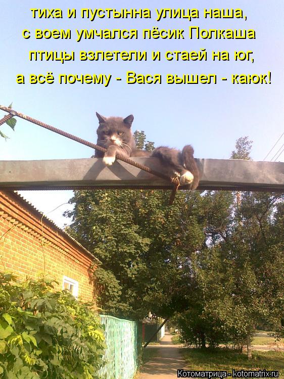 тиха и пустынна улица наша, с воем умчался пёсик Полкаша птицы взлетели и стаей на юг, а всё почему -... Котоматрица: тиха и пустынна улица наша, с воем умчался пёсик Полкаша птицы взлетели и стаей на юг, а всё почему - Вася вышел - каюк!