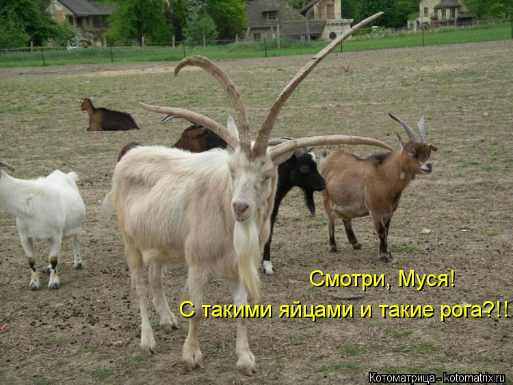 Смотри, Муся! С такими яйцами и такие рога?!!... Котоматрица: Смотри, Муся! С такими яйцами и такие рога?!!