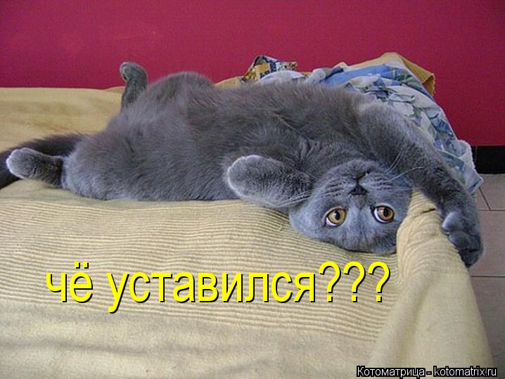 чё уставился???... Котоматрица: чё уставился???