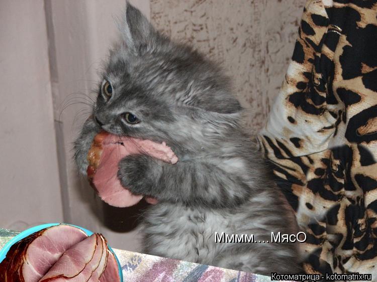 Мммм....МясО... Котоматрица: Мммм....МясО