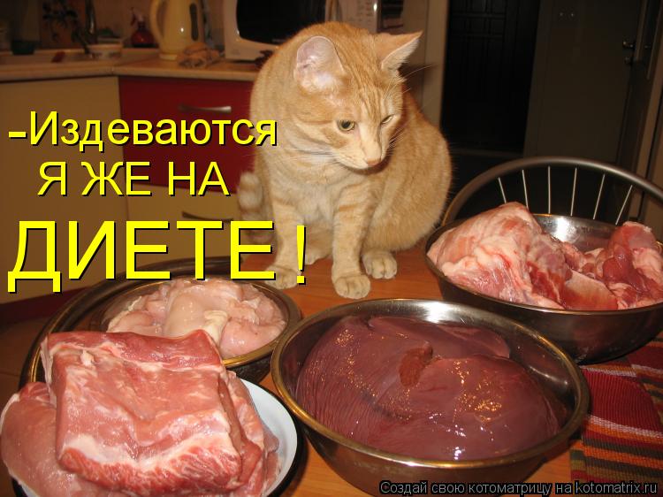 - Издеваются Я ЖЕ НА ДИЕТЕ !... Котоматрица: - Издеваются Я ЖЕ НА ДИЕТЕ !