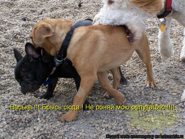 - Васька !!! Брысь сюда ! Не роняй мою репутацию !!!!... Котоматрица: - Васька !!! Брысь сюда ! Не роняй мою репутацию !!!!
