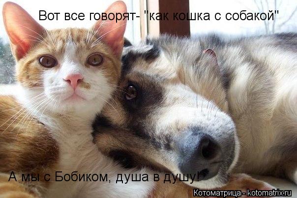 Вот все говорят- "как кошка с собакой" А мы с Бобиком, душа в душу!... Котоматрица: Вот все говорят- "как кошка с собакой" А мы с Бобиком, душа в душу!