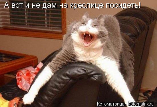 А вот и не дам на креслице посидеть!... Котоматрица: А вот и не дам на креслице посидеть!
