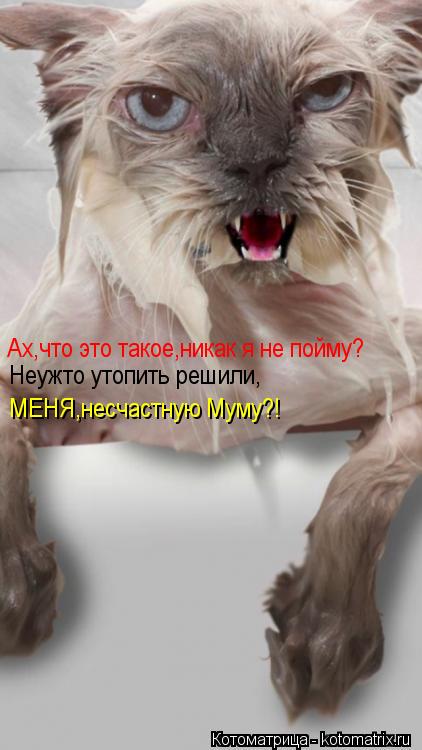 Ах,что это такое,никак я не пойму? Неужто утопить решили, МЕНЯ,несчастную Муму?!... Котоматрица: Ах,что это такое,никак я не пойму? Неужто утопить решили, МЕНЯ,несчастную Муму?!