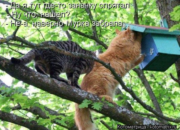 - Да я тут где-то заначку спрятал. - Ну что, нашел? - Не-а, наверно Мурка забрала...... Котоматрица: - Да я тут где-то заначку спрятал. - Ну что, нашел? - Не-а, наверно Мурка забрала...