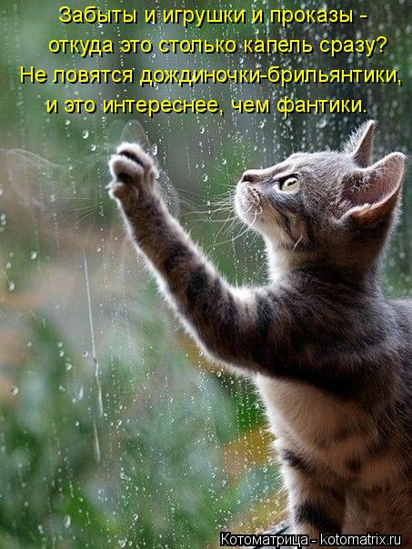 Не ловятся дождиночки-брильянтики, и это интереснее, чем фантики. Забыты и игрушки и проказы - отк... Котоматрица: Не ловятся дождиночки-брильянтики, и это интереснее, чем фантики. Забыты и игрушки и проказы - откуда это столько капель сразу?