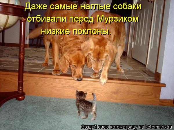 Даже самые наглые собаки отбивали перед Мурзиком низкие поклоны.... Котоматрица: Даже самые наглые собаки отбивали перед Мурзиком низкие поклоны.
