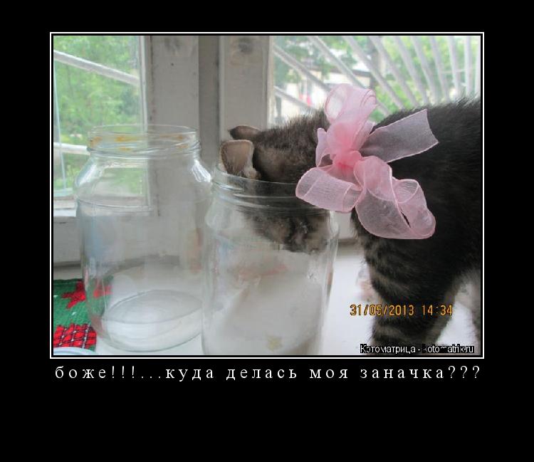боже!!!...куда делась моя заначка??? ... Котоматрица: боже!!!...куда делась моя заначка???