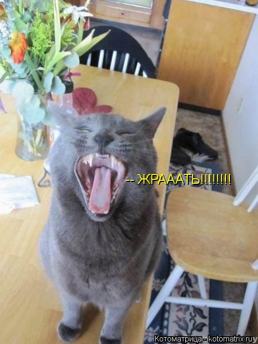 -- ЖРАААТЬ!!!!!!!!... Котоматрица: -- ЖРАААТЬ!!!!!!!!