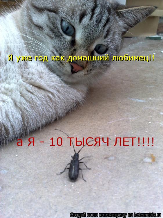 Я уже год как домашний любимец!! а Я - 10 ТЫСЯЧ ЛЕТ!!!!... Котоматрица: Я уже год как домашний любимец!! а Я - 10 ТЫСЯЧ ЛЕТ!!!!