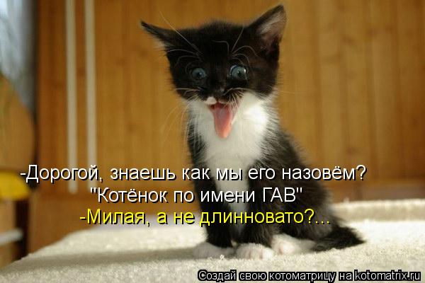 -Дорогой, знаешь как мы его назовём? "Котёнок по имени ГАВ" -Милая, а не длинновато?...... Котоматрица: -Дорогой, знаешь как мы его назовём? "Котёнок по имени ГАВ" -Милая, а не длинновато?...