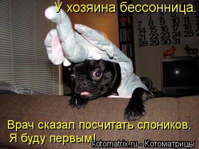 У хозяина бессонница. Врач сказал посчитать слоников. Я буду первым!... Котоматрица: У хозяина бессонница. Врач сказал посчитать слоников. Я буду первым!