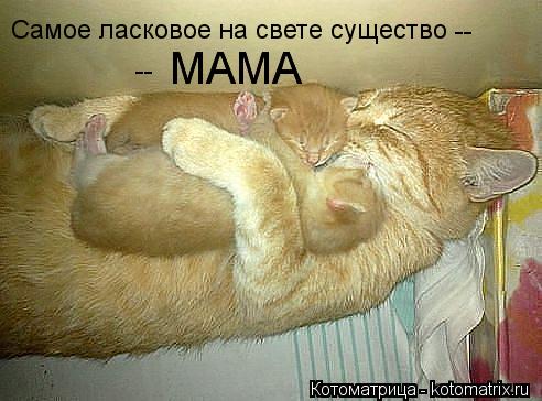 Самое ласковое на свете существо -- -- МАМА МАМА... Котоматрица: Самое ласковое на свете существо -- -- МАМА МАМА