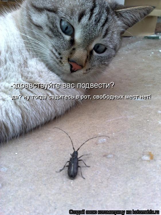 -здравствуйте вас подвести? да? ну тогда садитесь в рот, свободных мест нет!... Котоматрица: -здравствуйте вас подвести? да? ну тогда садитесь в рот, свободных мест нет!