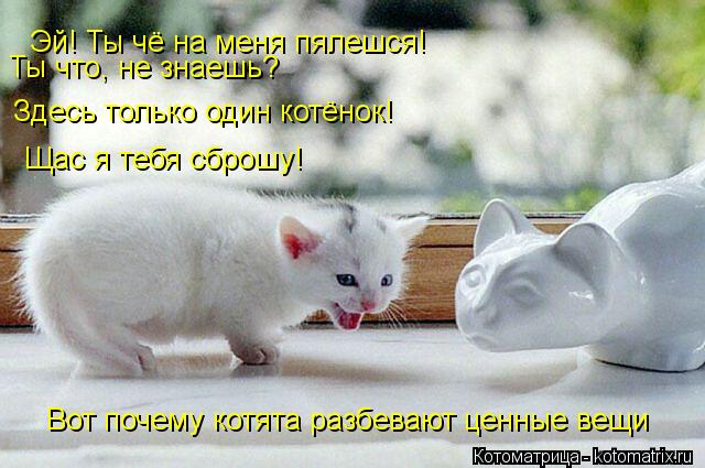 Эй! Ты чё на меня пялешся! Ты что, не знаешь? Здесь только один котёнок! Щас я тебя сброшу! Вот почем... Котоматрица: Эй! Ты чё на меня пялешся! Ты что, не знаешь? Здесь только один котёнок! Щас я тебя сброшу! Вот почему котята разбевают ценные вещи