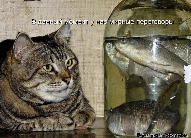 В данный момент у нас мирные переговоры... Котоматрица: В данный момент у нас мирные переговоры
