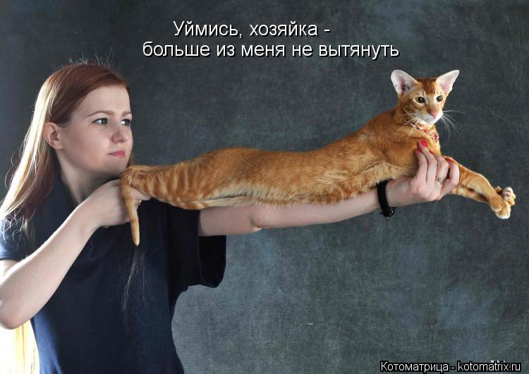 Уймись, хозяйка - больше из меня не вытянуть... Котоматрица: Уймись, хозяйка - больше из меня не вытянуть