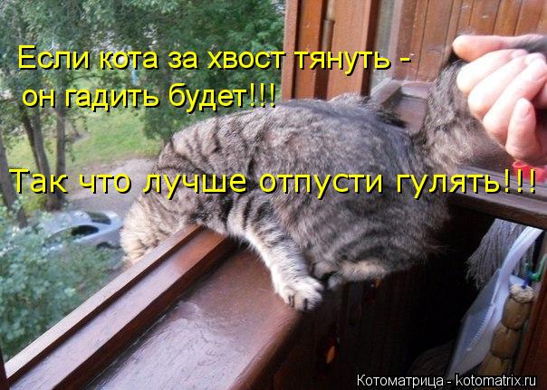 Если кота за хвост тянуть - он гадить будет!!! Так что лучше отпусти гулять!!!... Котоматрица: Если кота за хвост тянуть - он гадить будет!!! Так что лучше отпусти гулять!!!