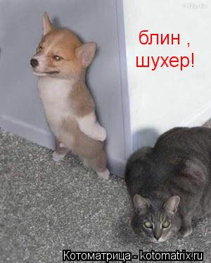 блин , шухер!... Котоматрица: блин , шухер!