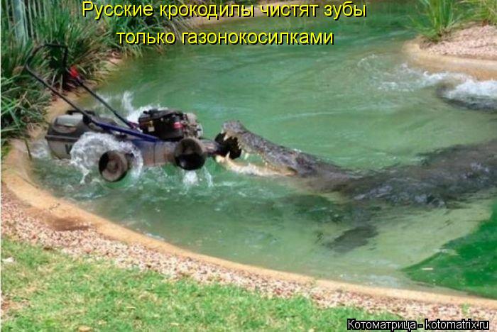 Русские крокодилы чистят зубы только газонокосилками... Котоматрица: Русские крокодилы чистят зубы только газонокосилками
