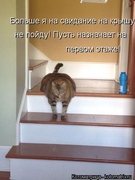 Котоматрица: Больше я на свидание на крышу не пойду! Пусть назначает на первом этаже!