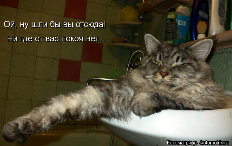 Ой, ну шли бы вы отсюда! Ни где от вас покоя нет........ Котоматрица: Ой, ну шли бы вы отсюда! Ни где от вас покоя нет.....