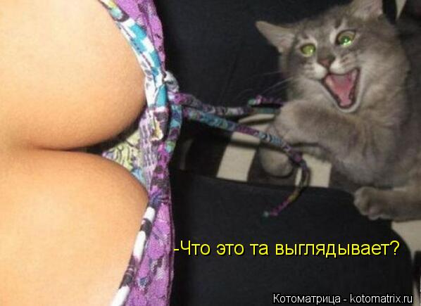 -Что это та выглядывает?... Котоматрица: -Что это та выглядывает?