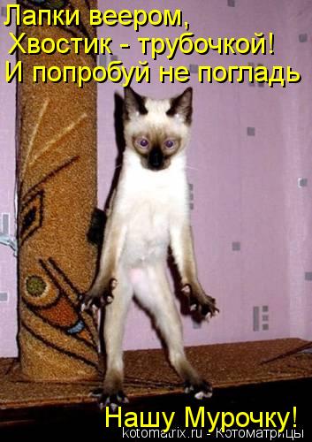 Лапки веером, Хвостик - трубочкой! И попробуй не погладь Нашу Мурочку!... Котоматрица: Лапки веером, Хвостик - трубочкой! И попробуй не погладь Нашу Мурочку!