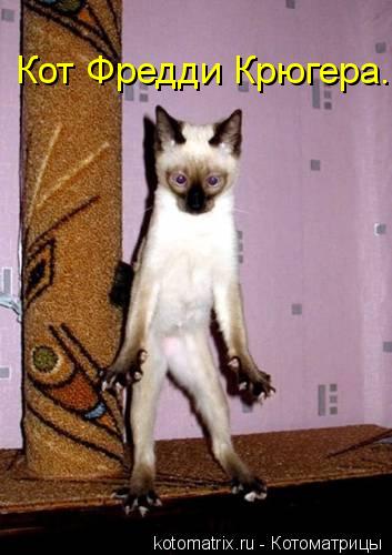 Кот Фредди Крюгера.... Котоматрица: Кот Фредди Крюгера.