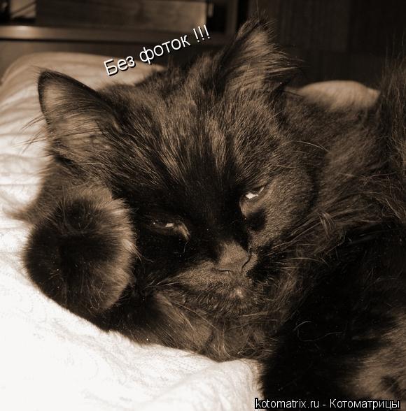 Без фоток !!!... Котоматрица: Без фоток !!!