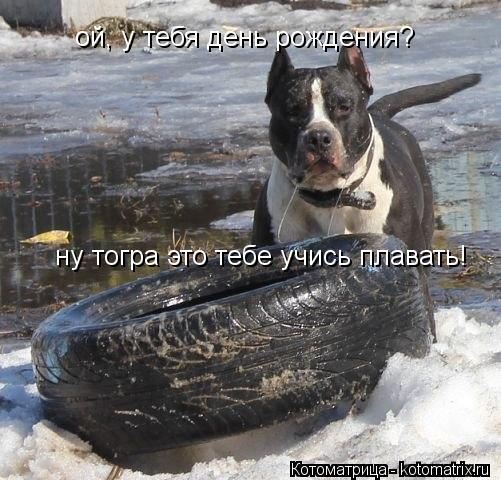 ой, у тебя день рождения? ну тогра это тебе учись плавать!... Котоматрица: ой, у тебя день рождения? ну тогра это тебе учись плавать!