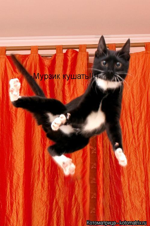 -Мурзик кушать!!!!... Котоматрица: -Мурзик кушать!!!!