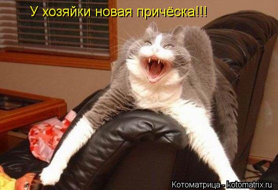 У хозяйки новая причёска!!!... Котоматрица: У хозяйки новая причёска!!!