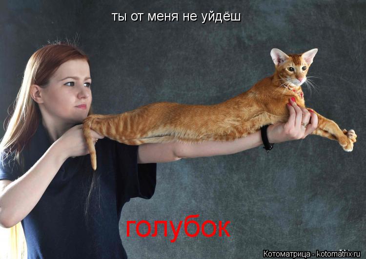 ты от меня не уйдёш голубок голубок... Котоматрица: ты от меня не уйдёш голубок голубок