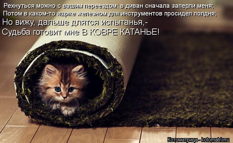 Рехнуться можно с вашим переездом: в диван сначала заперли меня; Потом в каком-то ящике железном для ... Котоматрица: Рехнуться можно с вашим переездом: в диван сначала заперли меня; Потом в каком-то ящике железном для инструментов просидел полдня; Но вижу,