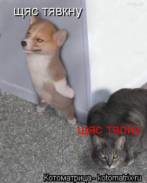 щяс тявкну щяс тяпну... Котоматрица: щяс тявкну щяс тяпну
