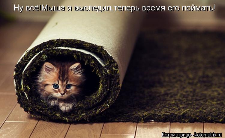 Ну всё!Мыша я выследил,теперь время его поймать!... Котоматрица: Ну всё!Мыша я выследил,теперь время его поймать!
