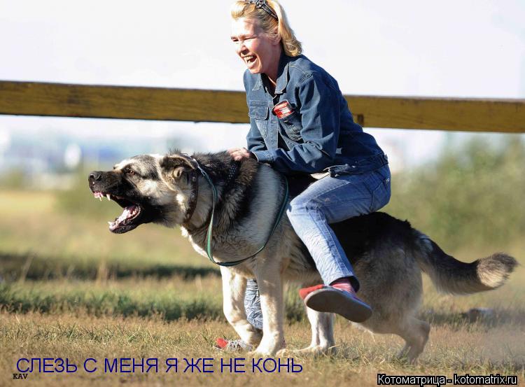 СЛЕЗЬ С МЕНЯ Я ЖЕ НЕ КОНЬ... Котоматрица: СЛЕЗЬ С МЕНЯ Я ЖЕ НЕ КОНЬ