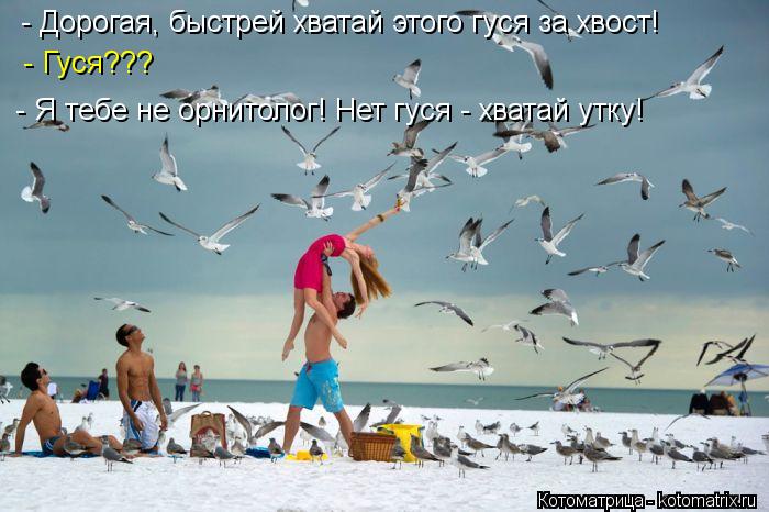 - Дорогая, быстрей хватай этого гуся за хвост! - Гуся??? - Я тебе не орнитолог! Нет гуся - хватай утк... Котоматрица: - Дорогая, быстрей хватай этого гуся за хвост! - Гуся??? - Я тебе не орнитолог! Нет гуся - хватай утку!