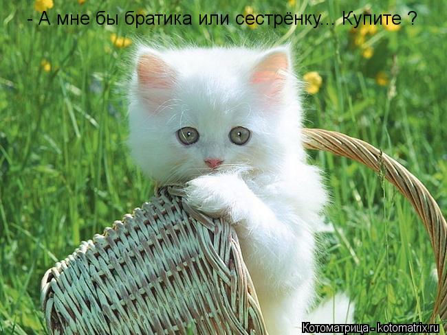 - А мне бы братика или сестрёнку... Купите ?... Котоматрица: - А мне бы братика или сестрёнку... Купите ?