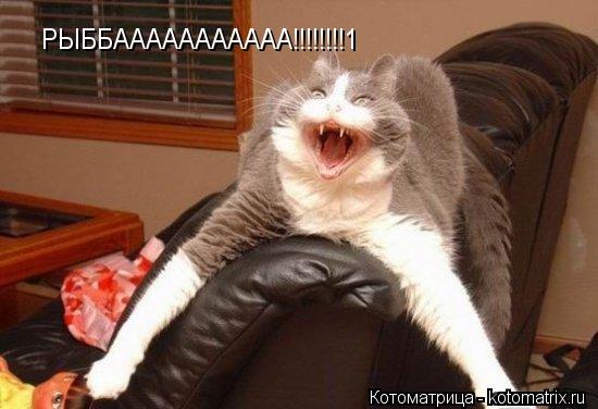 РЫББААААААААААА!!!!!!!!1... Котоматрица: РЫББААААААААААА!!!!!!!!1