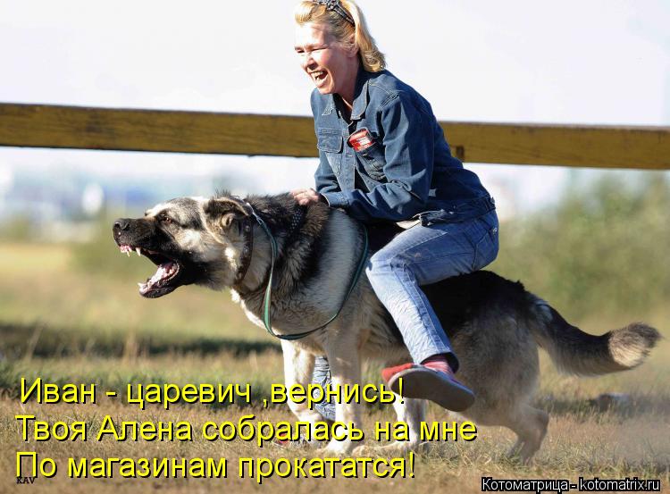 Иван - царевич ,вернись! Твоя Алена собралась на мне По магазинам прокататся!... Котоматрица: Иван - царевич ,вернись! Твоя Алена собралась на мне По магазинам прокататся!