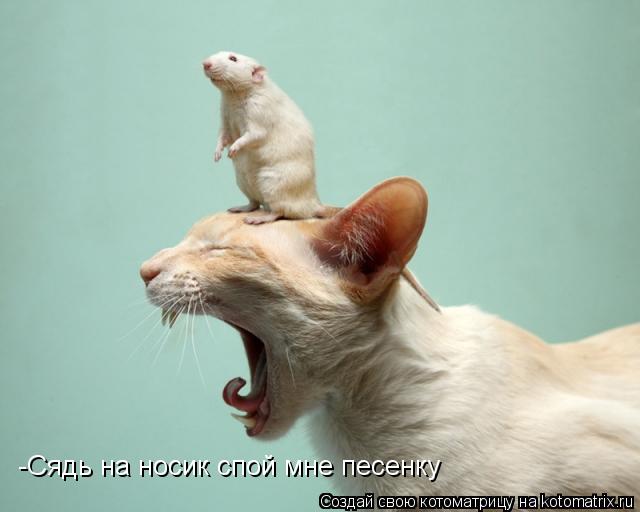 -Сядь на носик спой мне песенку... Котоматрица: -Сядь на носик спой мне песенку