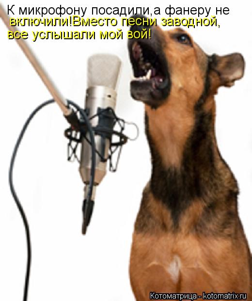 К микрофону посадили,а фанеру не включили!Вместо песни заводной, все услышали мой вой!... Котоматрица: К микрофону посадили,а фанеру не включили!Вместо песни заводной, все услышали мой вой!