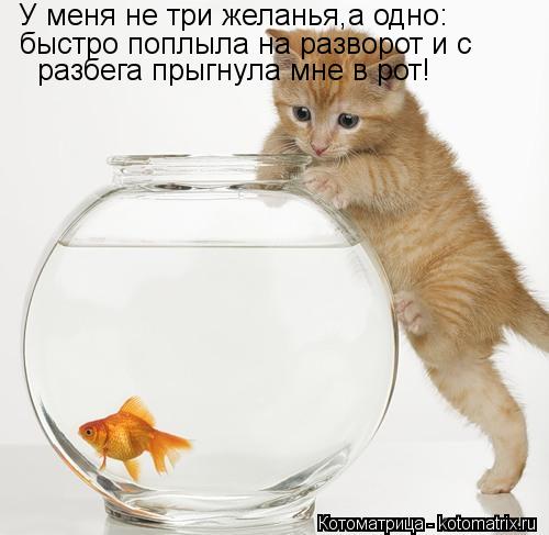 У меня не три желанья,а одно: быстро поплыла на разворот и с разбега прыгнула мне в рот!... Котоматрица: У меня не три желанья,а одно: быстро поплыла на разворот и с разбега прыгнула мне в рот!