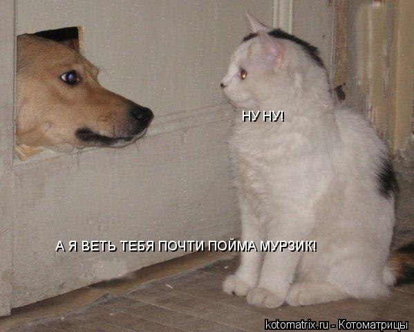 А Я ВЕТЬ ТЕБЯ ПОЧТИ ПОЙМА МУРЗИК! НУ НУ!... Котоматрица: А Я ВЕТЬ ТЕБЯ ПОЧТИ ПОЙМА МУРЗИК! НУ НУ!