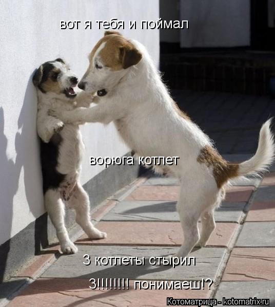 вот я тебя и поймал ворюга котлет 3 котлеты стырил 3!!!!!!!! понимаеш!?... Котоматрица: вот я тебя и поймал ворюга котлет 3 котлеты стырил 3!!!!!!!! понимаеш!?