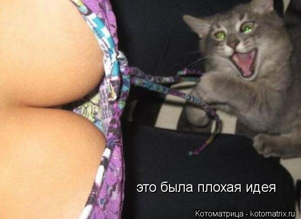 это была плохая идея... Котоматрица: это была плохая идея