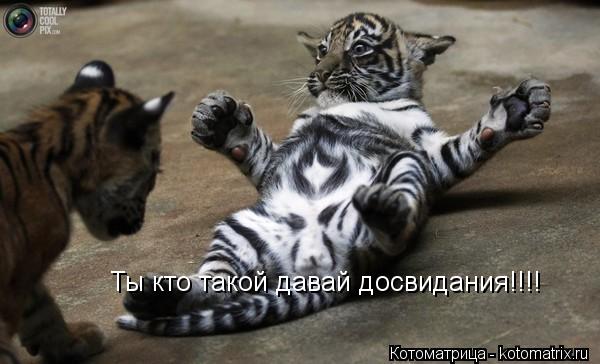 Ты кто такой давай досвидания!!!!... Котоматрица: Ты кто такой давай досвидания!!!!